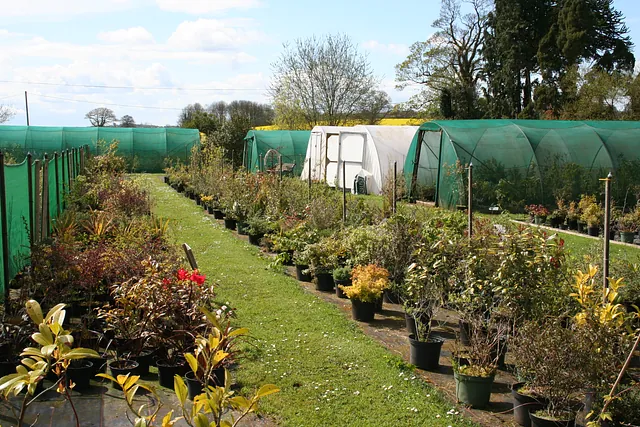 Lilyhurst Nursery plot of land